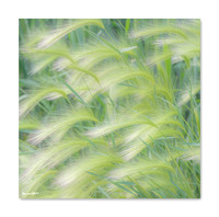 Foxtail Forray