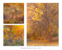 Color Landscape Collections
