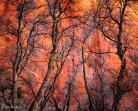 Winter Glow | Zion National Park, Utah