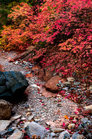 Autumn Wash | Zion National Park, Utah